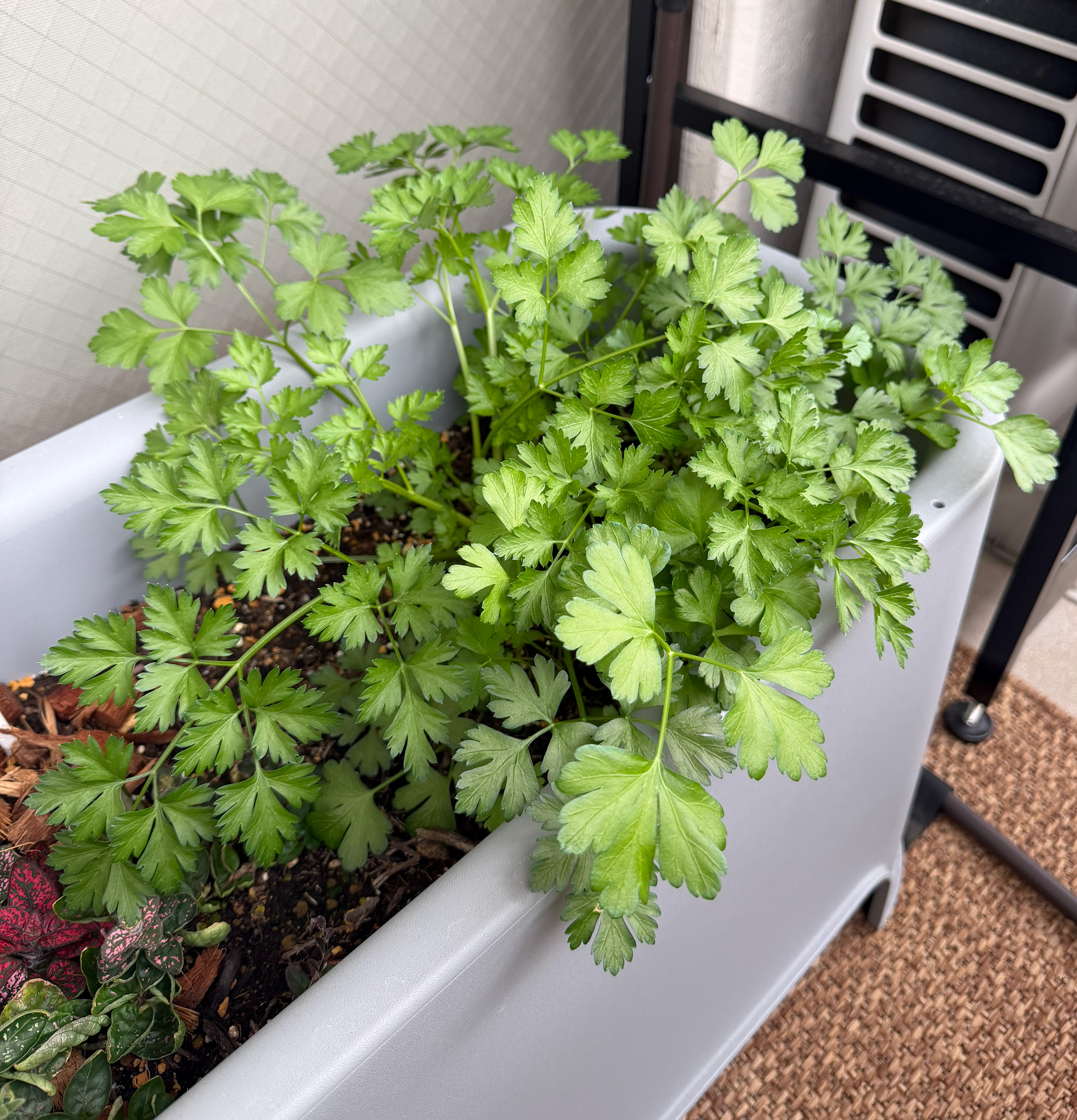 2025年に始めたこと